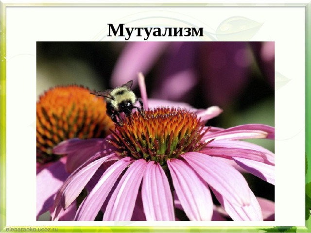 Мутуализм 