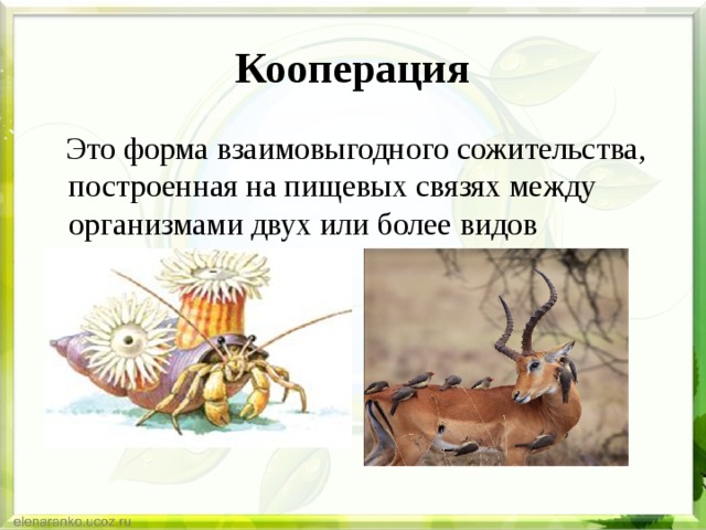 Кооперация  Это форма взаимовыгодного сожительства, построенная на пищевых связях между организмами двух или более видов 