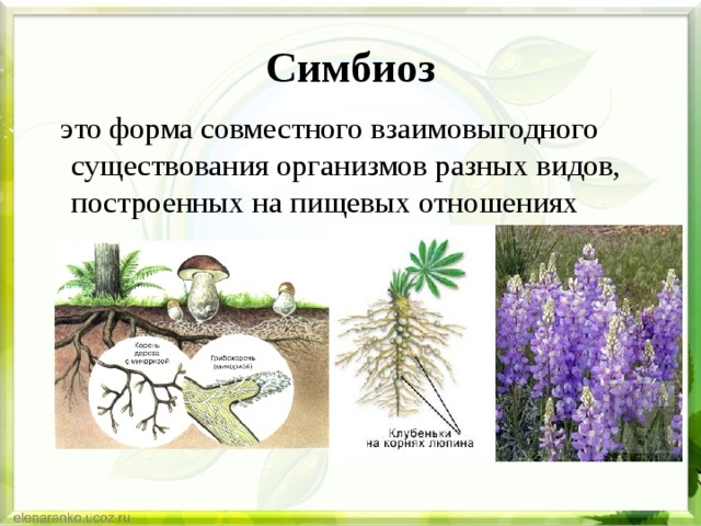 Симбиоз  это форма совместного взаимовыгодного существования организмов разных видов, построенных на пищевых отношениях 