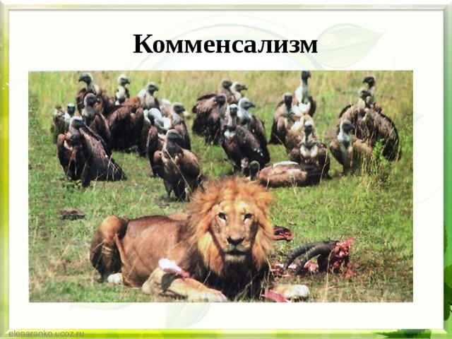 Комменсализм 