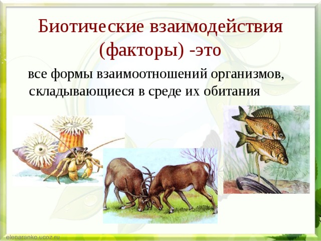 Биотические взаимодействия (факторы) -это  все формы взаимоотношений организмов, складывающиеся в среде их обитания 