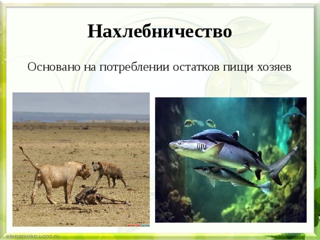 Нахлебничество Основано на потреблении остатков пищи хозяев 