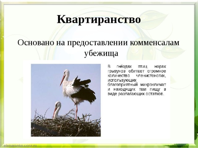 Квартиранство Основано на предоставлении комменсалам убежища 