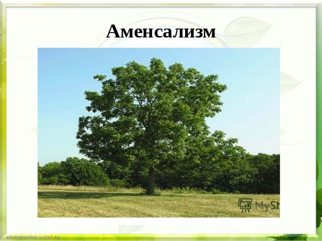 Аменсализм 