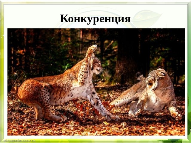 Конкуренция 