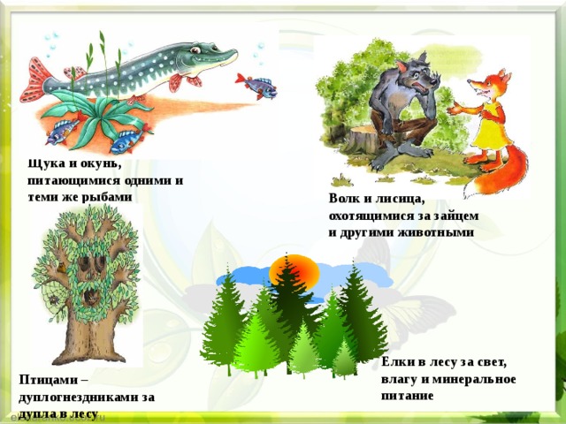 Щука и окунь, питающимися одними и теми же рыбами Волк и лисица, охотящимися за зайцем и другими животными Елки в лесу за свет, влагу и минеральное питание Птицами –дуплогнездниками за дупла в лесу 
