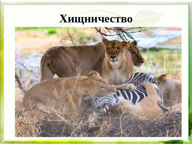 Хищничество 