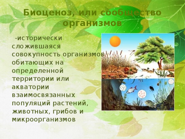 Биоценоз, или сообщество организмов  -исторически сложившаяся совокупность организмов обитающих на определенной территории или акватории взаимосвязанных популяций растений, животных, грибов и микроорганизмов 