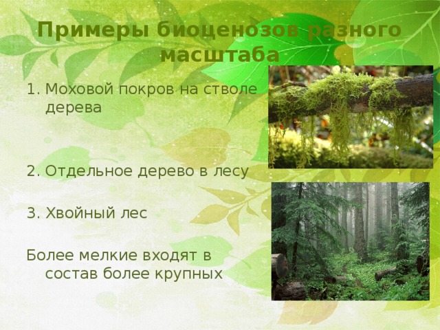 Примеры биоценозов разного масштаба Моховой покров на стволе дерева Отдельное дерево в лесу Хвойный лес Более мелкие входят в состав более крупных 