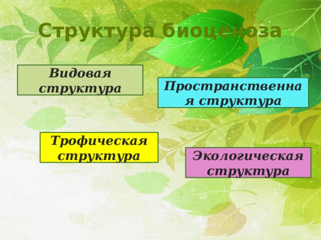 Структура биоценоза Видовая структура Пространственная структура Трофическая структура Экологическая структура 