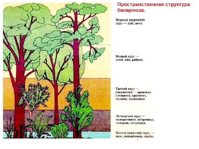 Пространственная структура  Это распределение организмов по надземным и подземным ярусам Ярусность связана с приспособлением организмов к наиболее полному использованию ресурсов среды 