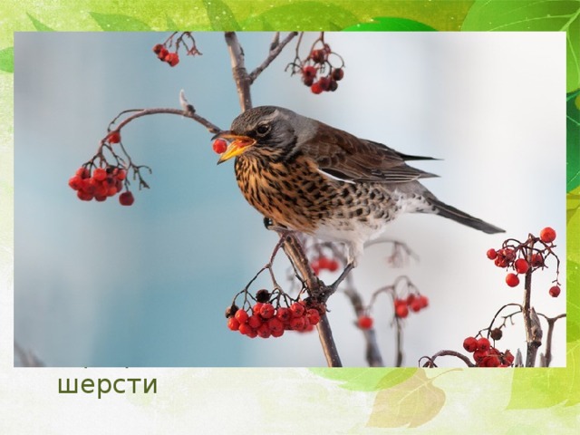 Форические связи Одни организмы биоценоза участвуют в распространении и расселении других. Дрозды и свиристели распространяют семена рябины и калины Звери разносят семена лопуха на шерсти 