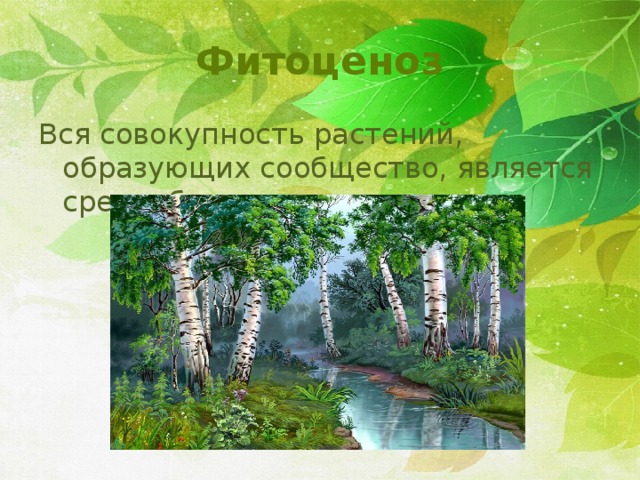 Фитоценоз Вся совокупность растений, образующих сообщество, является средообразователем 