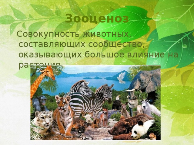Зооценоз  Совокупность животных, составляющих сообщество, оказывающих большое влияние на растения 