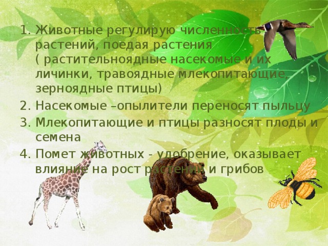 Животные регулирую численность растений, поедая растения ( растительноядные насекомые и их личинки, травоядные млекопитающие, зерноядные птицы) Насекомые –опылители переносят пыльцу Млекопитающие и птицы разносят плоды и семена Помет животных - удобрение, оказывает влияние на рост растений и грибов 