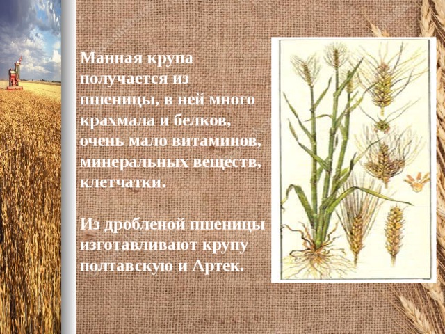 Манная крупа получается из пшеницы, в ней много крахмала и белков, очень мало витаминов, минеральных веществ, клетчатки.  Из дробленой пшеницы изготавливают крупу полтавскую и Артек.  