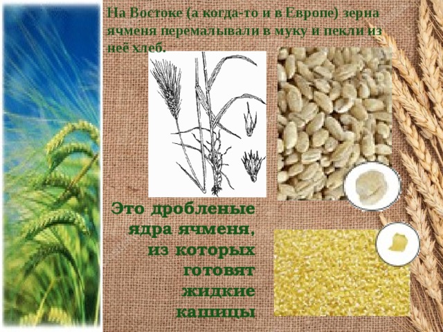 На Востоке (а когда-то и в Европе) зерна ячменя перемалывали в муку и пекли из неё хлеб. Это дробленые ядра ячменя, из которых готовят жидкие кашицы  