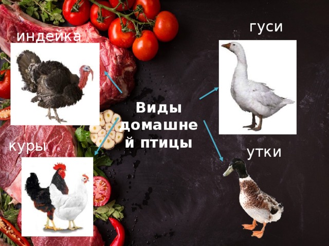гуси индейка Виды домашней птицы куры утки 