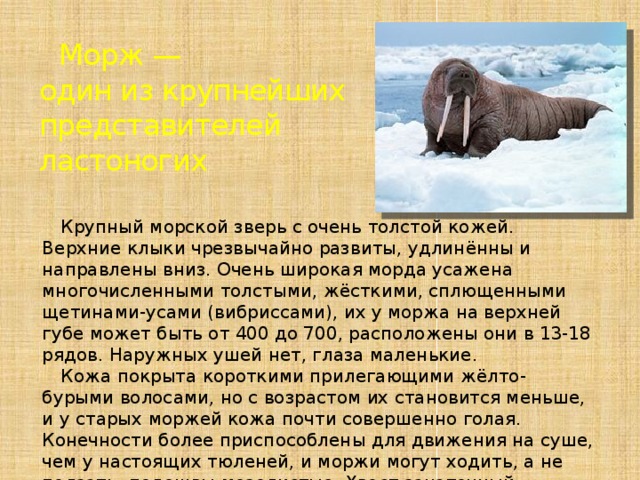Морж —  один из крупнейших представителей ластоногих Крупный морской зверь с очень толстой кожей. Верхние клыки чрезвычайно развиты, удлинённы и направлены вниз. Очень широкая морда усажена многочисленными толстыми, жёсткими, сплющенными щетинами-усами (вибриссами), их у моржа на верхней губе может быть от 400 до 700, расположены они в 13-18 рядов. Наружных ушей нет, глаза маленькие. Кожа покрыта короткими прилегающими жёлто-бурыми волосами, но с возрастом их становится меньше, и у старых моржей кожа почти совершенно голая. Конечности более приспособлены для движения на суше, чем у настоящих тюленей, и моржи могут ходить, а не ползать; подошвы мозолистые. Хвост зачаточный. 