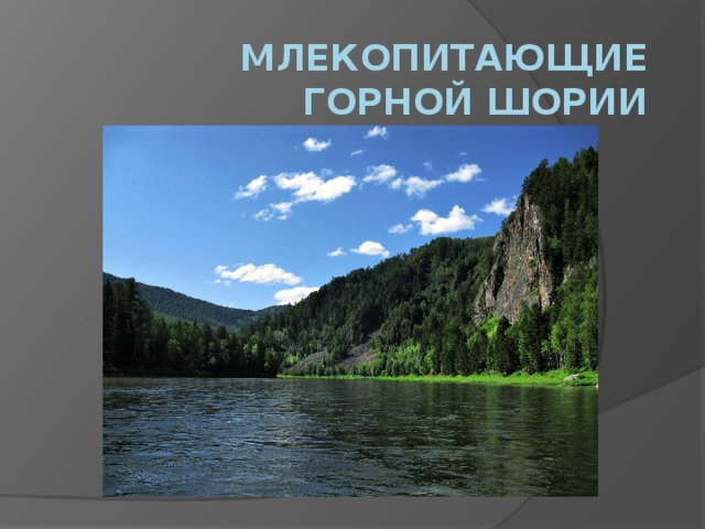 Млекопитающие Горной Шории 