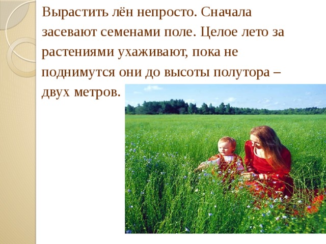 Вырастить лён непросто. Сначала засевают семенами поле. Целое лето за растениями ухаживают, пока не поднимутся они до высоты полутора – двух метров. 