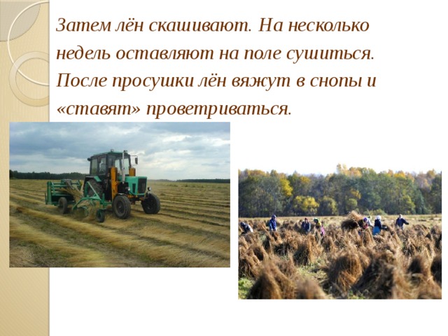 Затем лён скашивают. На несколько недель оставляют на поле сушиться. После просушки лён вяжут в снопы и «ставят» проветриваться.  