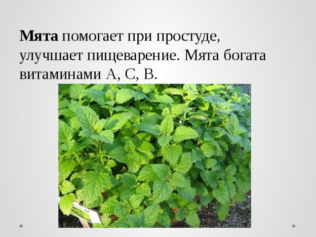 Мята помогает при простуде,  улучшает пищеварение. Мята богата витаминами А, С, В. 