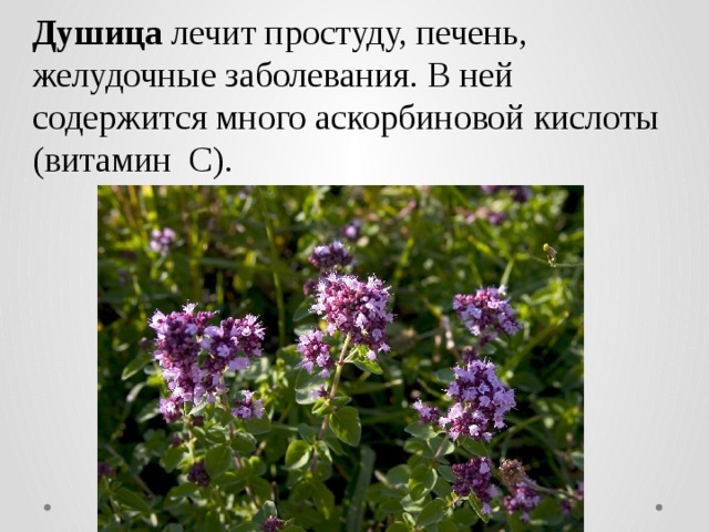Душица лечит простуду, печень, желудочные заболевания. В ней содержится много аскорбиновой кислоты (витамин С). 