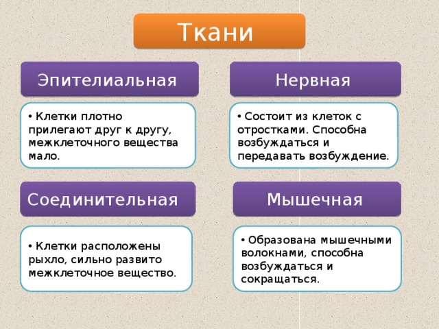Ткани Эпителиальная Нервная  Клетки плотно прилегают друг к другу, межклеточного вещества мало.  Состоит из клеток с отростками. Способна возбуждаться и передавать возбуждение. Соединительная Мышечная  Клетки расположены рыхло, сильно развито межклеточное вещество.  Образована мышечными волокнами, способна возбуждаться и сокращаться. 