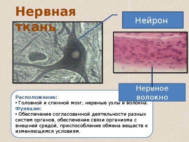 Нервная ткань Нейрон Нервное волокно Расположение:  Головной и спинной мозг, нервные узлы и волокна. Функции:  Обеспечение согласованной деятельности разных систем органов, обеспечение связи организма с внешней средой, приспособление обмена веществ к изменяющимся условиям. 