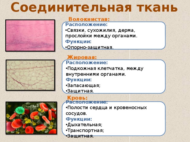 Соединительная ткань Волокнистая:  Расположение: Связки, сухожилия, дерма, прослойки между органами. Функции: Опорно-защитная. Жировая:  Расположение: Подкожная клетчатка, между внутренними органами. Функции: Запасающая; Защитная. Кровь:  Расположение: Полости сердца и кровеносных сосудов. Функции: Дыхательная; Транспортная; Защитная. 