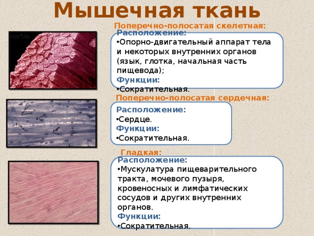 Мышечная ткань Поперечно-полосатая скелетная: Расположение: Опорно-двигательный аппарат тела и некоторых внутренних органов (язык, глотка, начальная часть пищевода); Функции: Сократительная. Поперечно-полосатая сердечная: Расположение: Сердце. Функции: Сократительная. Гладкая: Расположение: Мускулатура пищеварительного тракта, мочевого пузыря, кровеносных и лимфатических сосудов и других внутренних органов. Функции: Сократительная. 