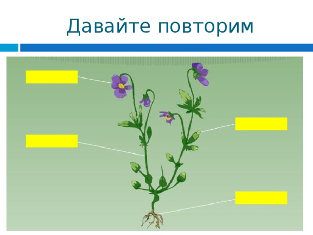 Давайте повторим 