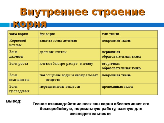  Внутреннее строение корня зона корня функция Корневой чехлик тип ткани защита зоны деления Зона деления деление клеток покровная ткань Зона роста Зона всасывания клетки быстро растут в длину первичная образовательная ткань поглощение воды и минеральных веществ вторичная образовательная ткань Зона проведения покровная ткань передвижение веществ проводящая ткань Вывод: Тесное взаимодействие всех зон корня обеспечивает его бесперебойную, нормальную работу, важную для жизнедеятельности  