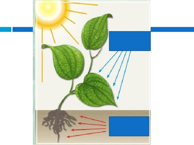 H2O CO2 H2O минеральные соли 