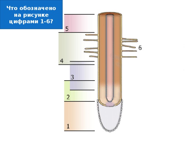 Что обозначено на рисунке цифрами 1-6? 