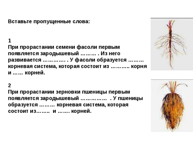 Вставьте пропущенные слова:   1 При прорастании семени фасоли первым появляется зародышевый ……… . Из него развивается …………. . У фасоли образуется ……… корневая система, которая состоит из ……….. корня и …… корней.  2 При прорастании зерновки пшеницы первым появляется зародышевый …………… . У пшеницы образуется ……… корневая система, которая состоит из…….. и ……. корней. 