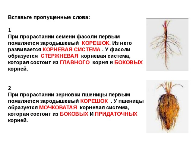 Вставьте пропущенные слова:  1 При прорастании семени фасоли первым появляется зародышевый КОРЕШОК. Из него развивается КОРНЕВАЯ СИСТЕМА . У фасоли образуется СТЕРЖНЕВАЯ корневая система, которая состоит из ГЛАВНОГО корня и БОКОВЫХ корней.   2 При прорастании зерновки пшеницы первым появляется зародышевый КОРЕШОК . У пшеницы образуется МОЧКОВАТАЯ корневая система, которая состоит из БОКОВЫХ И ПРИДАТОЧНЫХ корней. 