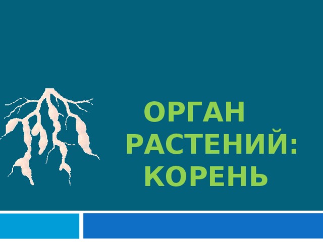  ОРГАН  РАСТЕНИЙ:  КОРЕНЬ 