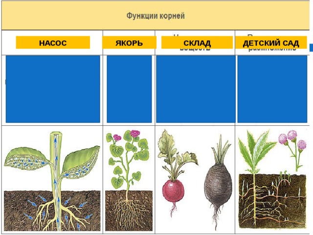 ЯКОРЬ НАСОС СКЛАД ДЕТСКИЙ САД 