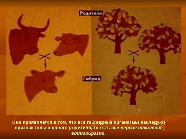 Оно проявляется в том, что все гибридные организмы наследуют признак только одного родителя, то есть все первое поколение единообразно. 