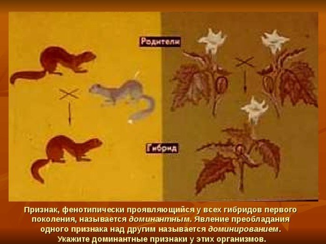 Признак, фенотипически проявляющийся у всех гибридов первого поколения, называется доминантным . Явление преобладания одного признака над другим называется доминированием .  Укажите доминантные признаки у этих организмов. 