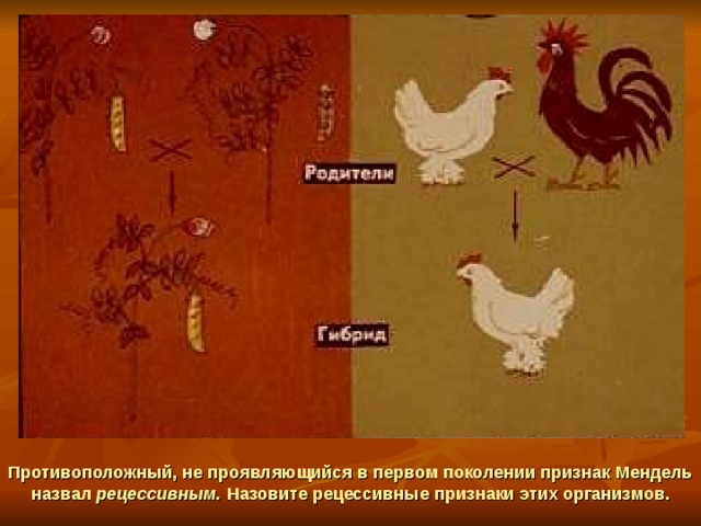 Противоположный, не проявляющийся в первом поколении признак Мендель назвал рецессивным. Назовите рецессивные признаки этих организмов. 