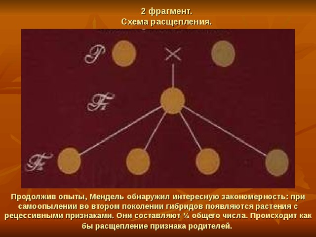 2 фрагмент.  Схема расщепления. Продолжив опыты, Мендель обнаружил интересную закономерность: при самоопылении во втором поколении гибридов появляются растения с рецессивными признаками. Они составляют ¼ общего числа. Происходит как бы расщепление признака родителей.  