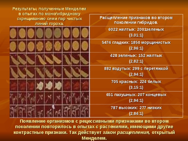 Результаты, полученные Менделем в опытах по моногибридному скрещиванию семи пар чистых линий гороха. Расщепление признаков во втором поколении гибридов. 6022 желтых: 2001зеленых (3,01:1) 5474 гладких: 1850 морщинистых (2,96:1) 428 зеленых: 152 желтых (2,82:1) 882 вздутых: 299 с перетяжкой (2,94:1) 705 красных: 224 белых (3,15:1) 651 пазушных: 207 концевых (2,94:1) 787 высоких: 277 низких (2,84:1) Появление организмов с рецессивными признаками во втором поколении повторилось в опытах с растениями, имеющими другие контрастные признаки. Так действует закон расщепления, открытый Менделем. 