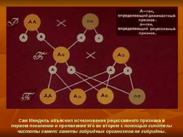 Сам Мендель объяснил исчезновение рецессивного признака в первом поколении и проявление его во втором с помощью гипотезы чистоты гамет: гаметы гибридных организмов не гибридны. 