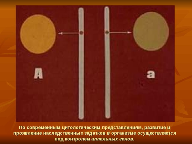 По современным цитологическим представлениям, развитие и проявление наследственных задатков в организме осуществляется под контролем аллельных генов. 