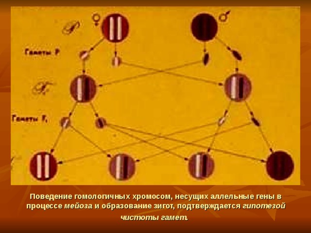 Поведение гомологичных хромосом, несущих аллельные гены в процессе мейоза и образование зигот, подтверждается гипотезой чистоты гамет.  