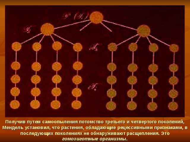 Получив путем самоопыления потомство третьего и четвертого поколений, Мендель установил, что растения,  обладающие рецессивными признаками, в последующих поколениях не обнаруживают расщепления. Это гомозиготные организмы. 