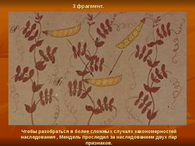 3 фрагмент. Чтобы разобраться в более сложных случаях закономерностей наследования , Мендель проследил за наследованием двух пар признаков. 